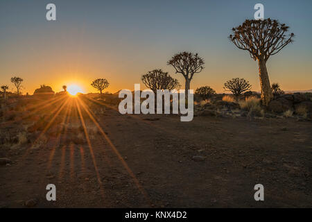 Der Köcherbaum Sonnenuntergang Stockfoto