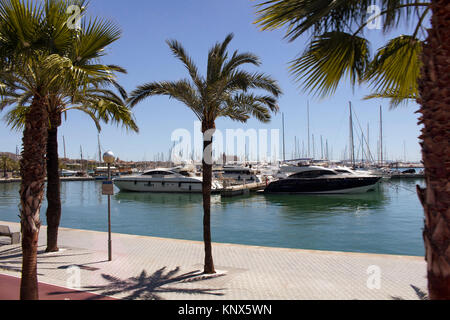 Blick auf Palmen und viele Yachten im Palma De Mallorca Marina. Stockfoto