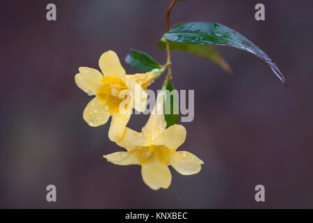 Gelbe Jessamine, (Gelsemium sempervirens) State Flower von South Carolina, blühen in den Congaree National Park. Stockfoto