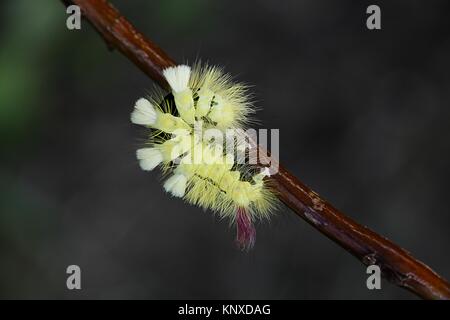 Pale tussock Motte Calliteara pudibunda Raupe, Stockfoto