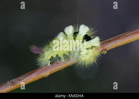 Pale tussock Motte Calliteara pudibunda Raupe, Stockfoto