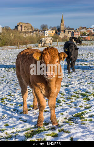 Ein junges Kalb steht am späten Nachmittag Sonnenschein in einem schneebedeckten Wiltshire im Dezember. Stockfoto