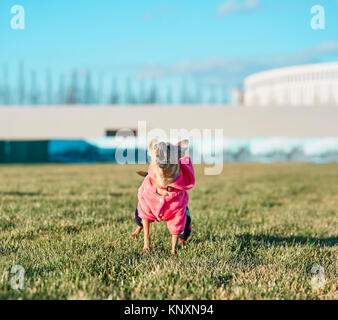 Kleine Hund in einem rosafarbenen Jacke im Park Stockfoto