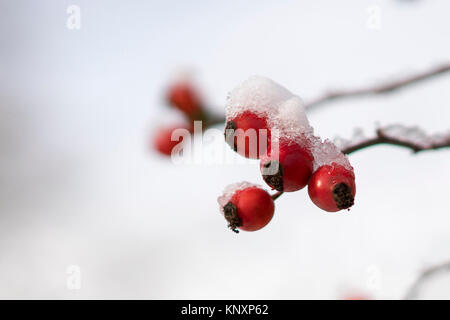 Rote Hagebutten unter dem Schnee Stockfoto