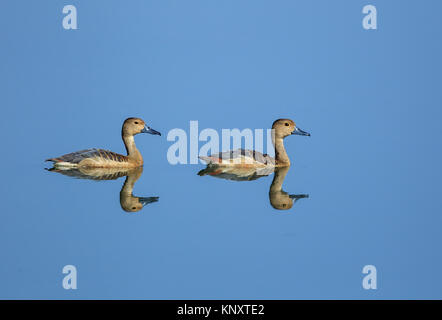 Lesser whistling Duck oder Teal Stockfoto