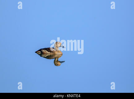 Lesser whistling Duck oder Teal Stockfoto