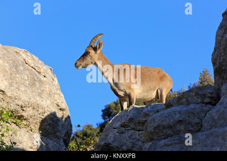 Der spanische Ibex (Iberischen wilde Ziege) im El Torcal de Antequera Naturschutzgebiet südlich der Stadt Antequera, Spanien Stockfoto