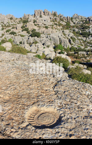 Einen versteinerten Ammoniten aus der Jurrasic Ära bei El Torcal de Antequera Nature Reserve, gelegen im Süden der Stadt Antequera, Spanien Stockfoto