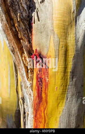 Red gum Weinen aus einer Wunde auf der grünen Stamm eines Snow Gum Tree (Eucalyptus pauciflora) in der Nähe des Flusses in Thredbo Thredbo Diggings in Kosciuszko Na Stockfoto