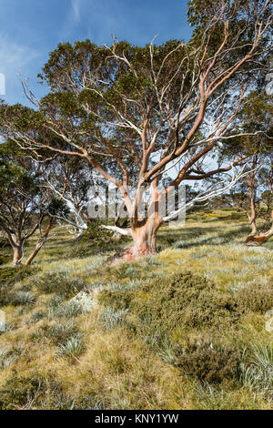 Snow Gum Tree (Eucalyptus pauciflora) im Herbst in der Nähe der Spur auf den Snowy River von Charlotte Pass in Kosciuszko National Park in New South Wales Stockfoto