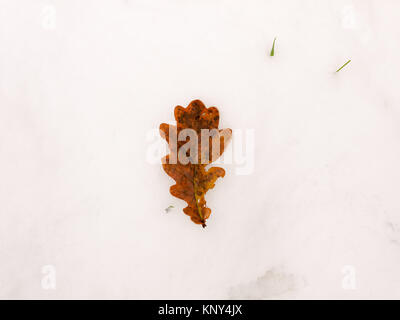 Single Brown Nahaufnahme gefallene Eiche ganzes Blatt auf weißem Schnee Hintergrund, Natur, Essex, England, Großbritannien Stockfoto