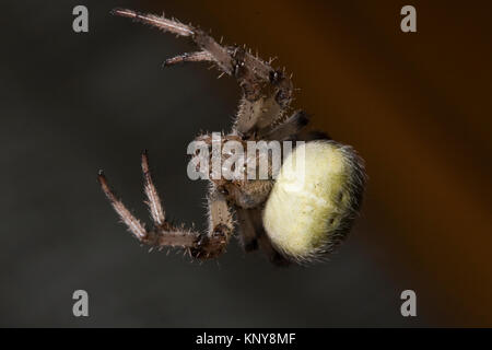 Große Spinne kriecht auf cobweb Stockfoto