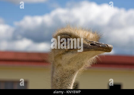 Strauß in der open-air-Käfig auf Ostrich Farm Stockfoto