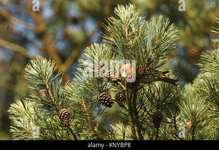 Eine atemberaubende seltene männliche Papagei Gegenwechsel (Loxia pytyopstittacus) in den Zweigen einer Kiefer essen die Kegel thront. Stockfoto