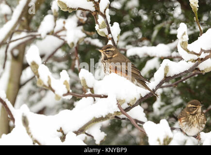 Ein winter Szene von rotdrossel (Turdus Iliacus) auf eine Niederlassung eines Magnolienbaum in einem Schneesturm thront. Die Zweige sind mit Schnee bedeckt. Stockfoto