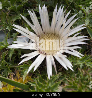 Alpenblume Carlina Acaulis (stammlose Carline Thistle) im Sommer. Carlina Wurzel hat verschiedene medizinische Eigenschaften. Stockfoto