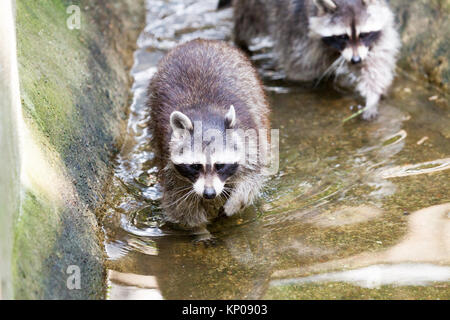 Porträt einer racoon in einer Art Szene Stockfoto