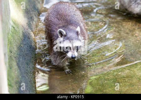 Porträt einer racoon in einer Art Szene Stockfoto