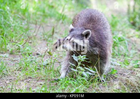 Porträt einer racoon in einer Art Szene Stockfoto