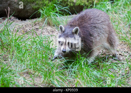 Porträt einer racoon in einer Art Szene Stockfoto