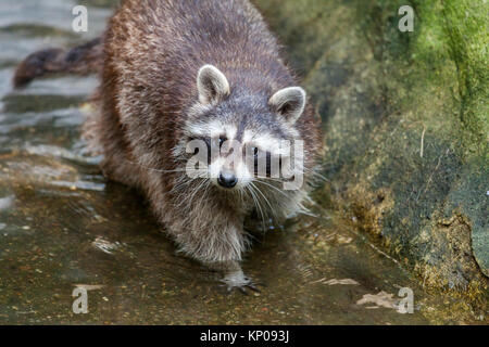 Porträt einer racoon in einer Art Szene Stockfoto