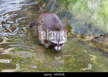 Porträt einer racoon in einer Art Szene Stockfoto