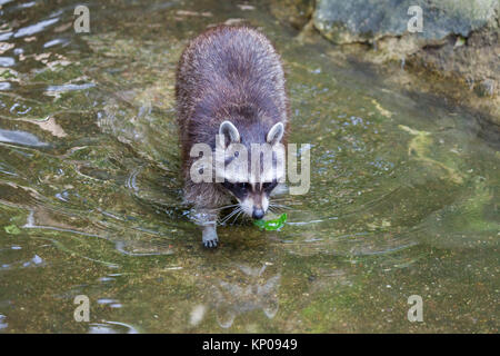 Porträt einer racoon in einer Art Szene Stockfoto