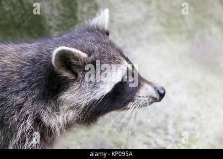 Porträt einer racoon in einer Art Szene Stockfoto