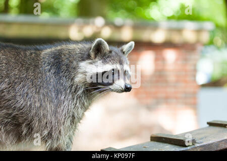 Porträt einer racoon in einer Art Szene Stockfoto