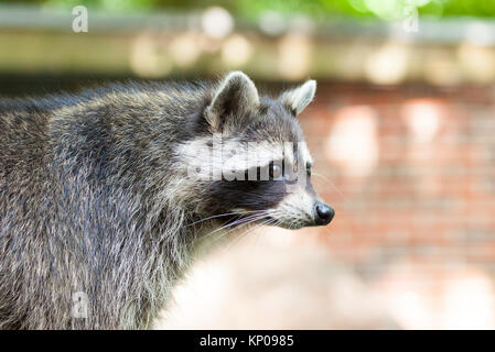 Porträt einer racoon in einer Art Szene Stockfoto