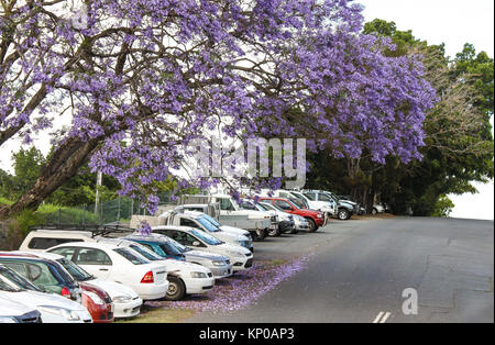 Die violetten Blüten der Jacaranda-bäume auf Autos auf einem Hügel in Australien geparkt fallen Stockfoto