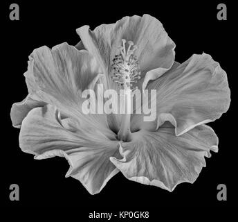 Kunst stillleben blumen monochrome Makro Blume Porträt einer isolierten Weiten blühenden Hibiscus Blüten auf schwarzem Hintergrund Stockfoto