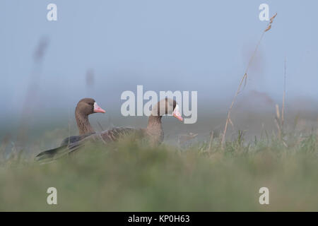 Mehr white-fronted goose/Blaessgans (Anser Albifrons), kleine Herde, sich ausruhen, im hohen Gras einer Wiese, Wildlife, Europa sitzen. Stockfoto