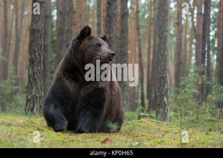 Braunbär (Ursus arctos), kräftig und mächtig nach, massive, starken Körper, für den Winter vorbereitet, sitzen auf dem Rücken, beiseite zu beobachten, Europa. Stockfoto