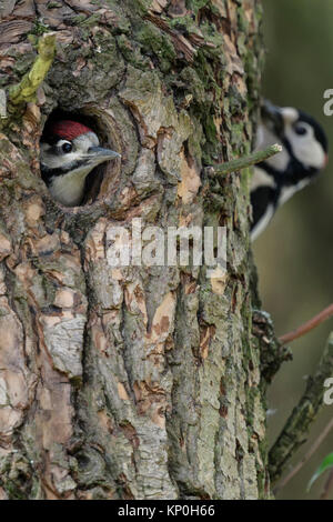 Größere / Buntspecht / Buntspecht (Dendrocopos major) im Nest Loch im Vorgriff auf die Fütterung männlichen, jungen. Stockfoto