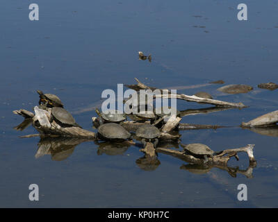 Gruppe von Schildkröten Sonnenbaden auf den versunkenen Niederlassungen Stockfoto
