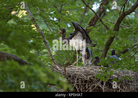 Schwarzer Storch/Störche (Ciconia nigra), Nachkommen, nestlinge, fast Flügge, Flattern mit Flügeln, in der typischen Nest, Horst in eine Baumkrone versteckt. Stockfoto