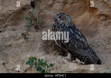 Uhu/Europäischer Uhu (Bubo bubo), jungen Vogel, in den steilen Hang eines Sandkasten gehockt, in der Dämmerung, Dunkelheit, Wildlife, Europa. Stockfoto