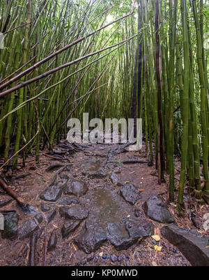 Die Pipiwai Trail obwohl die Bambus Wald Stockfoto