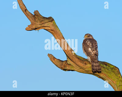 Sperber Accipiter nisus auf Winter morgen gehockt Stockfoto