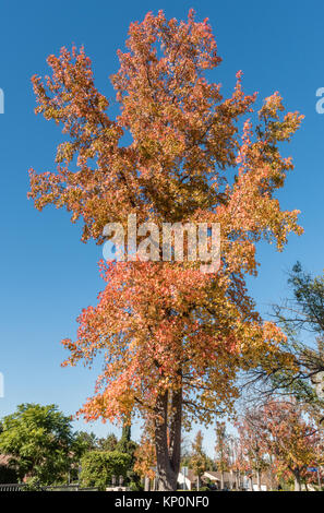 Goldener Herbst im südlichen Kalifornien - Art, Mitte Dezember, und gegen mit brillanter, Kalifornien Himmel eingestellt Stockfoto