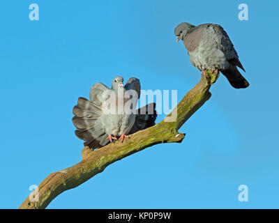 Lieferbar Tauben Columba oenas pairwinter Stockfoto