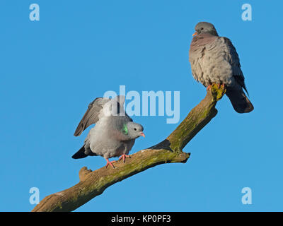 Lieferbar Tauben Columba oenas pairwinter Stockfoto