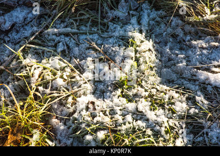 Frost auf Gras auf einer kalten Wintern Morgen im Winter Stockfoto