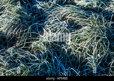 Frost auf Gras auf einer kalten Wintern Morgen im Winter Stockfoto