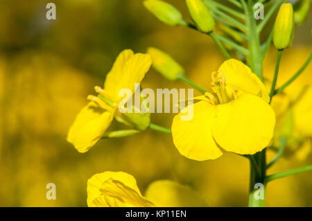 Raps, Brassica napus Stockfoto