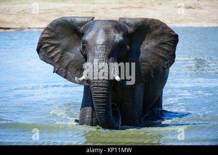 Afrikanischer Elefant (Loxodonta africana) trinken und baden an einem watehole. Hwange National Park, Zimbabwe.