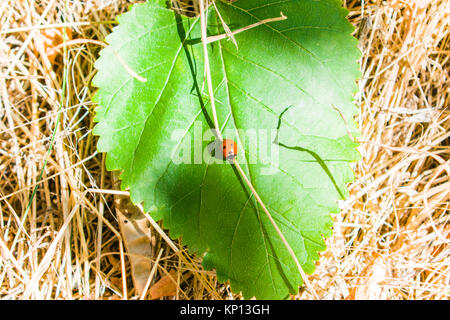 Der Marienkäfer sitzt auf einem grünen Blatt. Die gelbe Gras wächst um Stockfoto