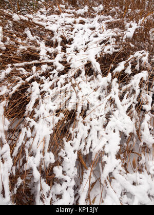 Außerhalb See Schilf in schnee winter Dezember Hintergrund, Essex, England, Großbritannien Stockfoto