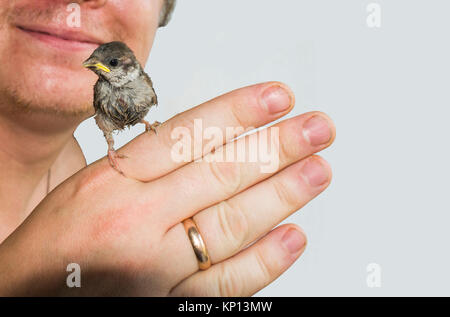 Junge chickwoman Spatz in der Hand eines Mannes. Isolierte Hintergrund Stockfoto